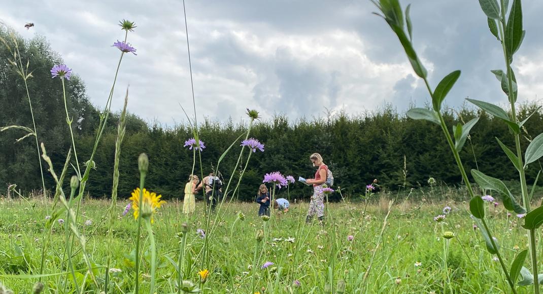 Flowerpower bloemenweide