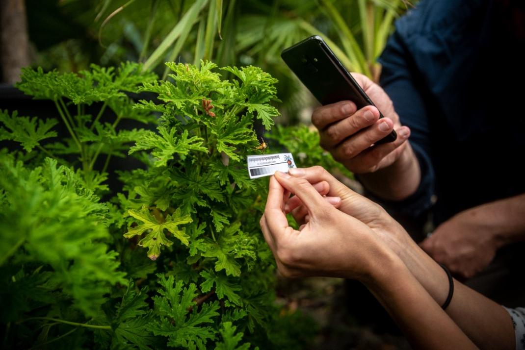 Twee mensen meten en observeren spin met smartphone en meetlatje.