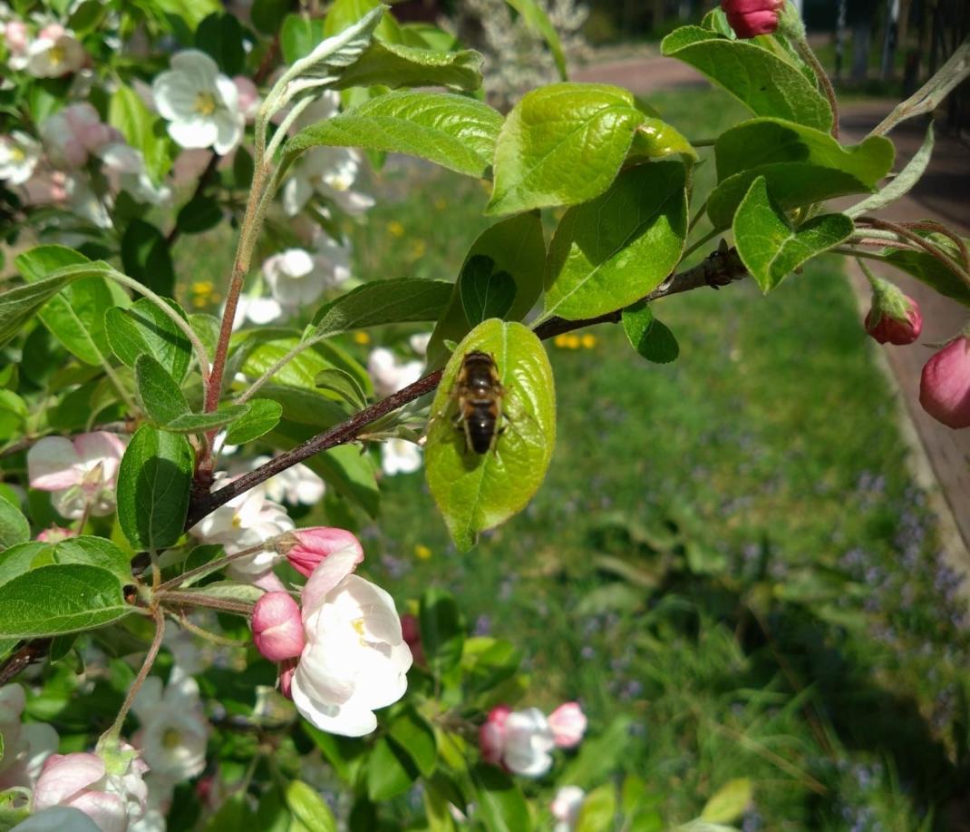 Nationale Bijentelling / National Bee Count