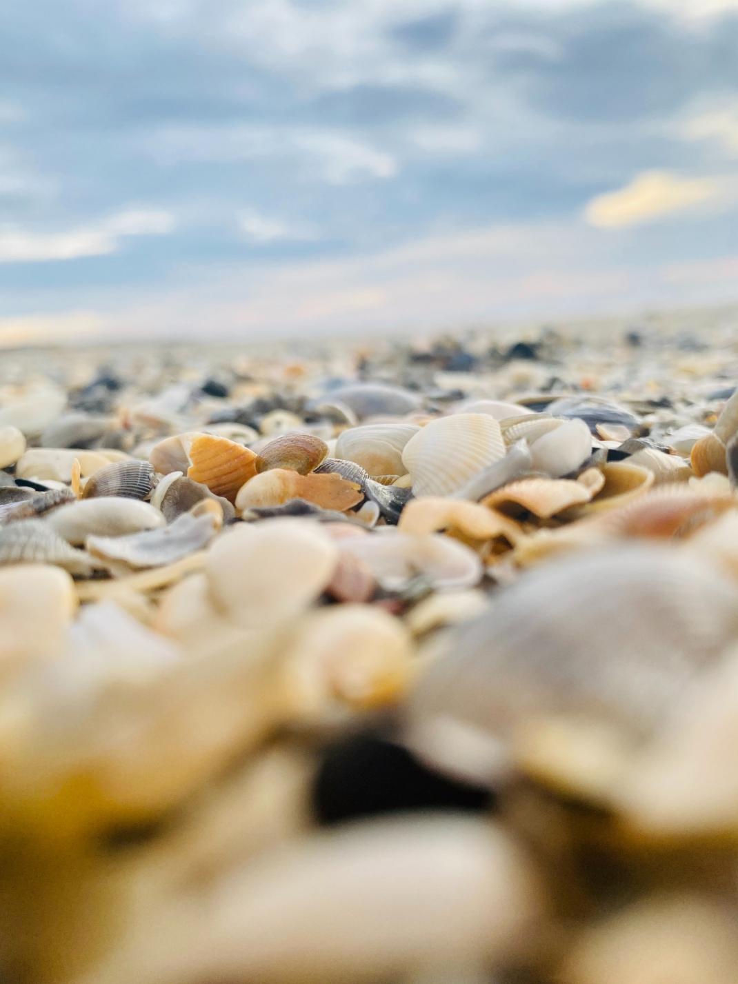schelpen op strand