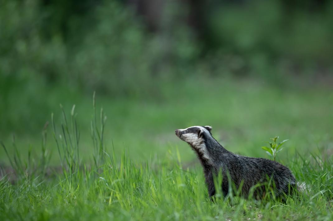 Das (het dier) in een veld.