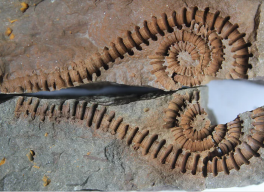 Paleontologica Belgica